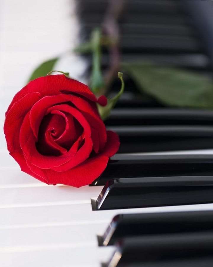 Rose rouge posée sur un clavier de piano